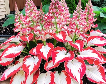 Flower Seeds Rare 150 Hosta White Leaves with Thick Red Flowers Garden Beautiful Easy Grow Plants for garden, summer, Spring, Planting