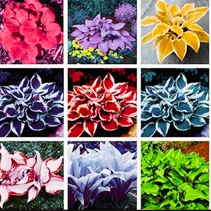 May include: A collage of nine different hosta plants, showcasing a variety of colors and patterns. The plants feature shades of green, red, purple, white, and yellow.