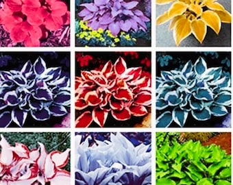 150 Mixed Colors Hosta Seeds: Lily Flower Perennial for Shade Gardens