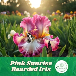 May include: A vibrant pink and yellow bearded iris flower with a butterfly resting on its petals. The flower's center is white and purple. The image includes the text "Pink Sunrise Bearded Iris" at the bottom.