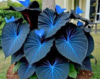 Purple Tip Calathea Seeds – Grow Your Own Stunning Indoor Or Outdoor Plant