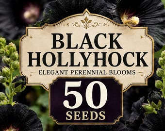 50 Black Hollyhock Seeds | Tall Perennial Flower Seeds for Planting | Dark Cottage Garden Blooms