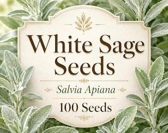 Samen von Weißem Salbei | Salvia apiana – Aromatische Kräuter für den Garten