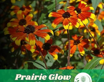 200 Prairie Glow Rudbeckia Seeds for Planting Colorful Rudbeckia Flower Garden Beds and Borders