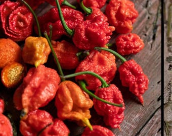 100 zufällige Super Hot Pepper Samen | Assorted Chili Pepper Samen Sammlung für Garten Pflanzung