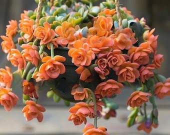 25 Orange Trailing Echeveria Succulent Seeds: Easy Grow Garden Plants