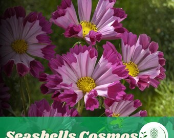 200 Seashells Cosmos Seeds for Planting Unique Tubular Cosmos Flower Garden Beds and Containers