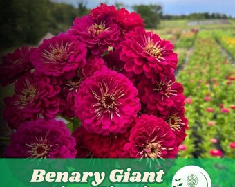 100 grosse Zinnien Samen zum Bepflanzen | Weinrote Gartenbetten & Bordüren
