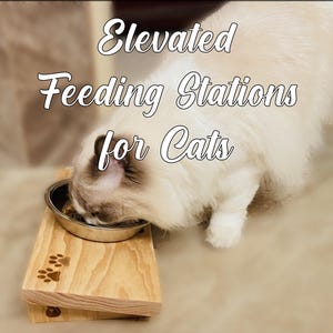 May include: A light-colored wooden elevated feeding station for cats with a stainless steel bowl. The wood features a natural grain and a small paw print design. The text "Elevated Feeding Stations for Cats" is overlaid on the image.