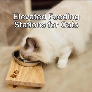 May include: A light-colored wooden elevated feeding station for cats with a stainless steel bowl. The wood features a natural grain pattern and two engraved paw prints. The text Elevated Feeding Stations for Cats is visible above the cat.