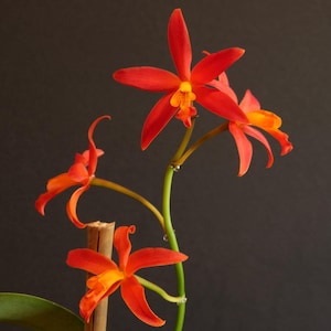 Cattlianthe Florida Wildfire | Blooming Size 3" Pot | Live Cattleya Guarianthe Hybrid | Red Orange Orchid