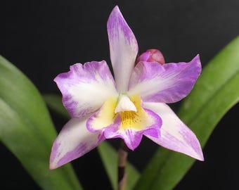 Jackfowlieara Appleblossom | Blooming Size Pink and White Orchid | Live Plant Cattleya Hybrid