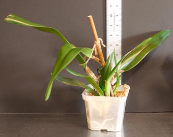 Cattleya Intricata 3" Pot or 4" Pot | Live Cattleya Orchid | Pink Orchid