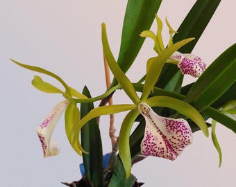 IN BUD | Bc. Binosa | Blooming Size 3" Pot 4" Pot | Live Brassocattleya Orchid | Pink Spotted Orchid