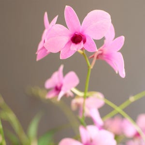 May include: Close-up of pink orchids with a deep magenta center. The delicate petals are in full bloom, showcasing the intricate details of the flower. The background is a soft, neutral gray, highlighting the vibrant colors of the orchids.