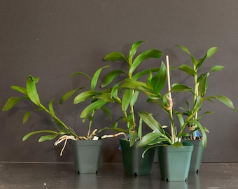 Epidendrum nocturnum x Epidendrum Stamfordianum Blooming Size 3" Pot | Live Epidendrum Orchid | Alba Form Orchid