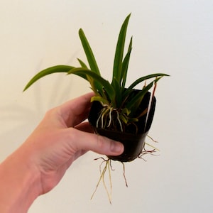 Zgz. Orchidom Savage Valentine | Blooming Size 2&quot; Pot | Live Zelumguezia Orchid | Miniature Yellow Orchid | Tolumnia Hybrid
