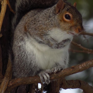 Cute Squirrel Phone Wallpaper