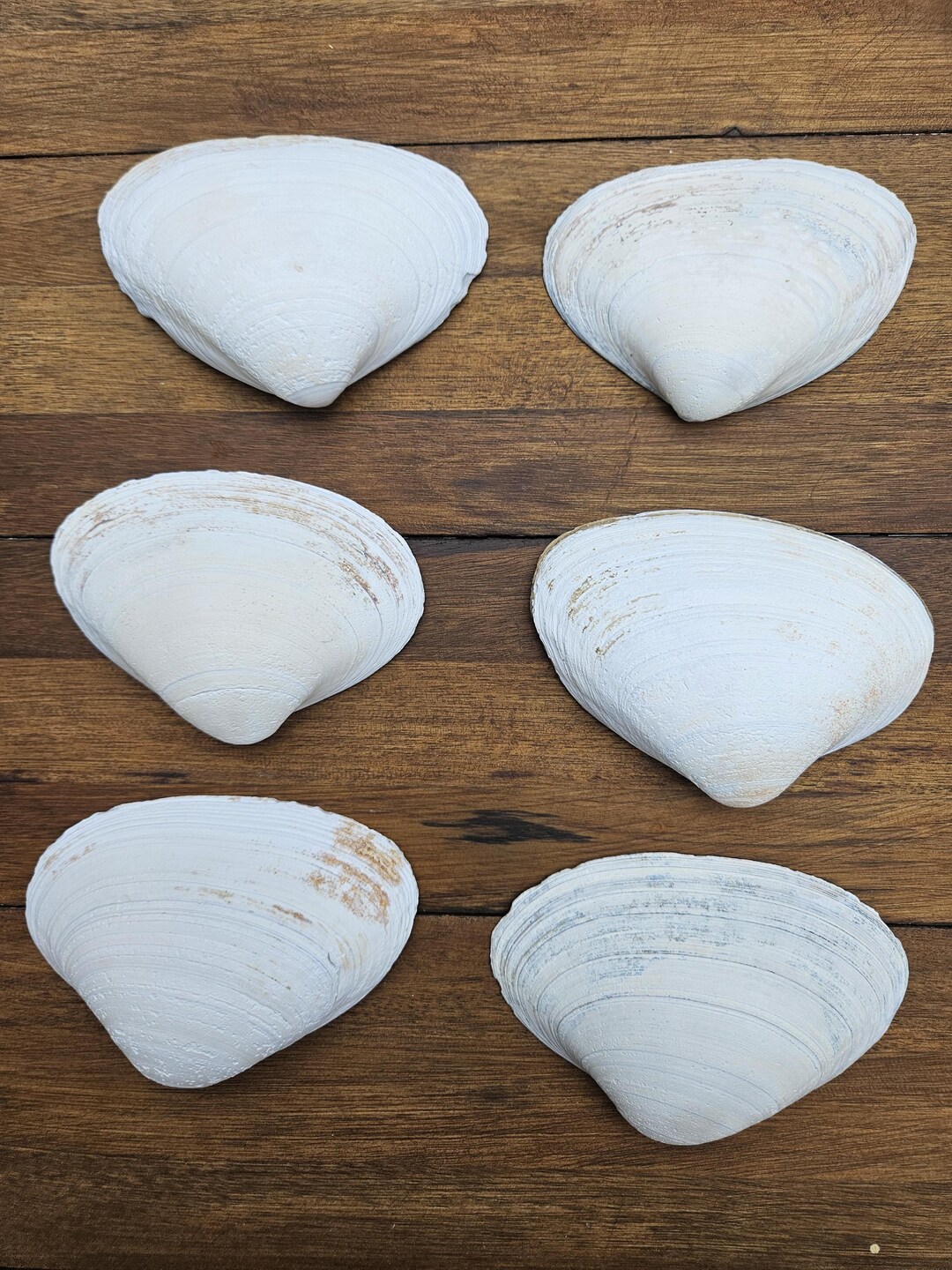 Large Maine Clam Shells for Decoupage, Craft Supplies or Baking Bulk ...