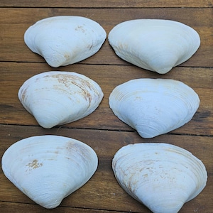 May include: Six white seashells with brown markings arranged in two rows of three on a wooden surface.