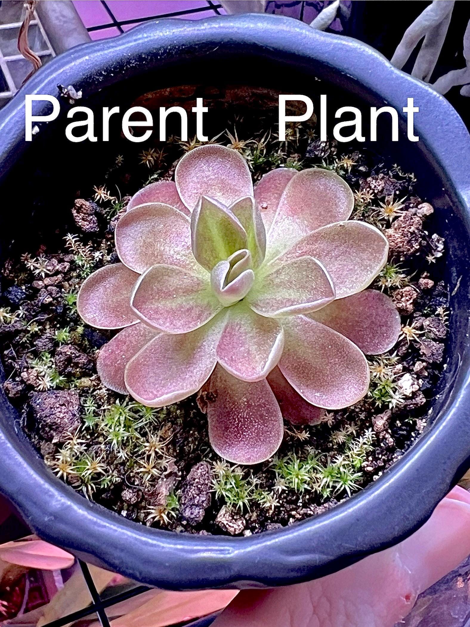 Pinguicula 'Johanna' - carnivorous plant - butterwort