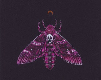 Pink Death Head Moth Art Print