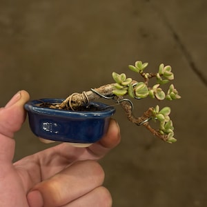 May include: A small variegated jade plant styled as a bonsai in a glossy, deep blue oval ceramic pot. The woody, textured trunk is shaped with silver-colored training wire, extending horizontally with small, fleshy, cream and green leaves.