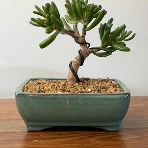 May include: A small bonsai tree with green, fleshy leaves and a brown trunk, secured with black wire. The tree sits in a rectangular, light-green ceramic pot filled with small, tan pebbles. The pot is on a wooden surface.