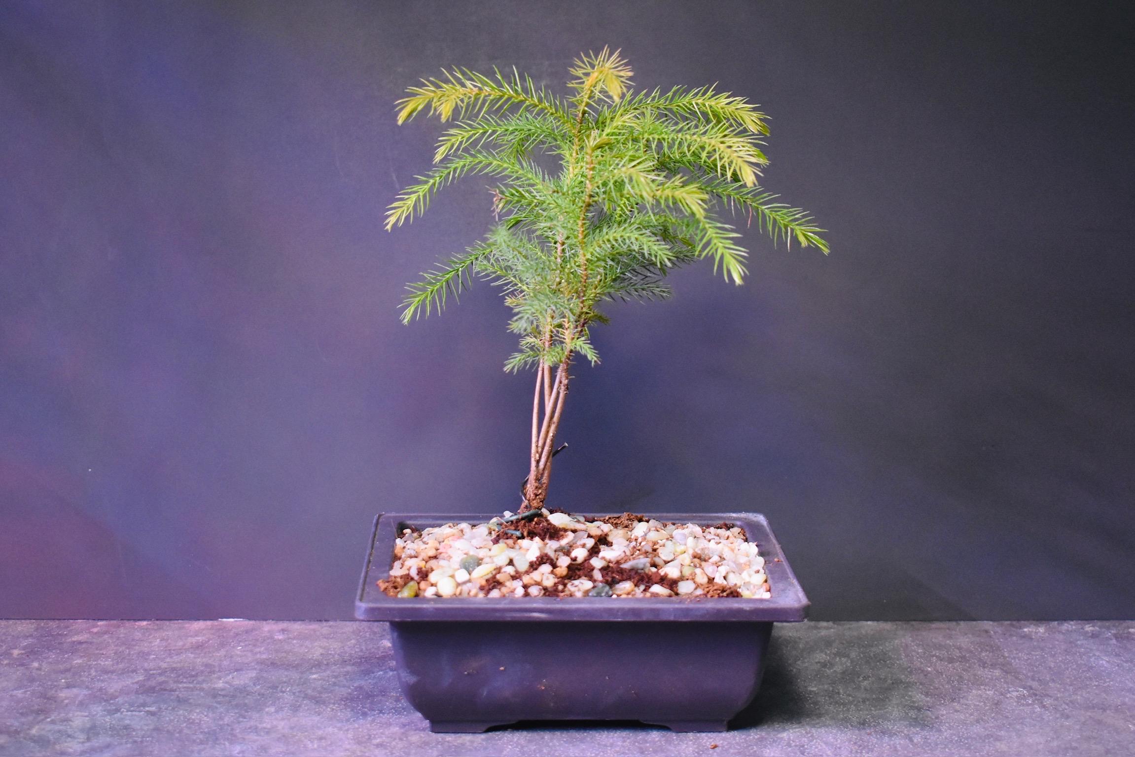 Formal Upright Chokkan Bonsai Norfolk Island Pine - Etsy