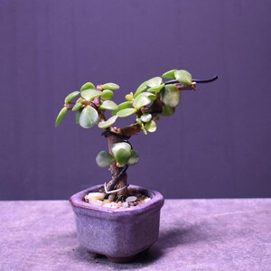 May include: A small jade plant bonsai in a purple ceramic pot. The plant is wired to create a unique shape.
