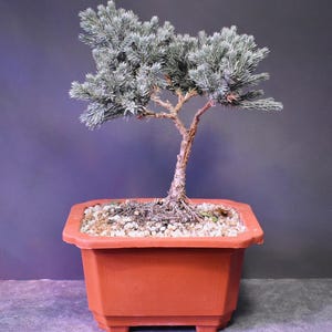 planter table indoor 36