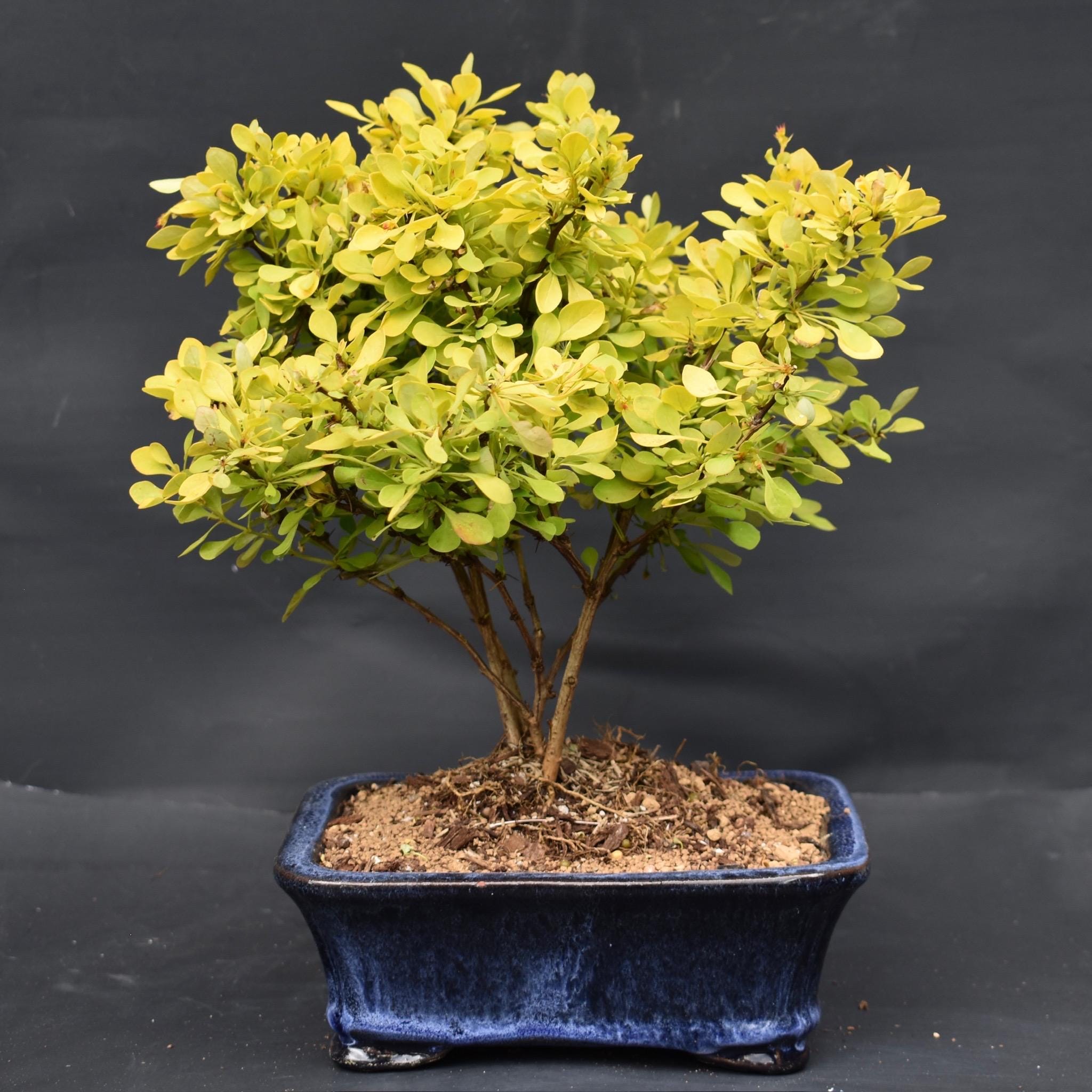 bonsai kupferdraht Mini Copper Bonsai Tree- Sodalite – Salt Flat Trading Co main image 1