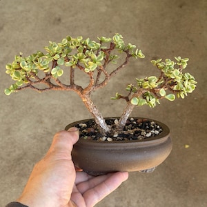 May include: A variegated jade bonsai plant with small, light green and cream-colored leaves on woody, branching stems. The plant is potted in a smooth, dark brown, oval-shaped ceramic container filled with dark soil and small pebbles.