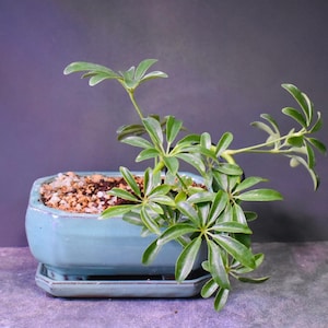 May include: A small green leafy plant in a light blue ceramic pot with a saucer. The plant has a unique shape with multiple branches and leaves.