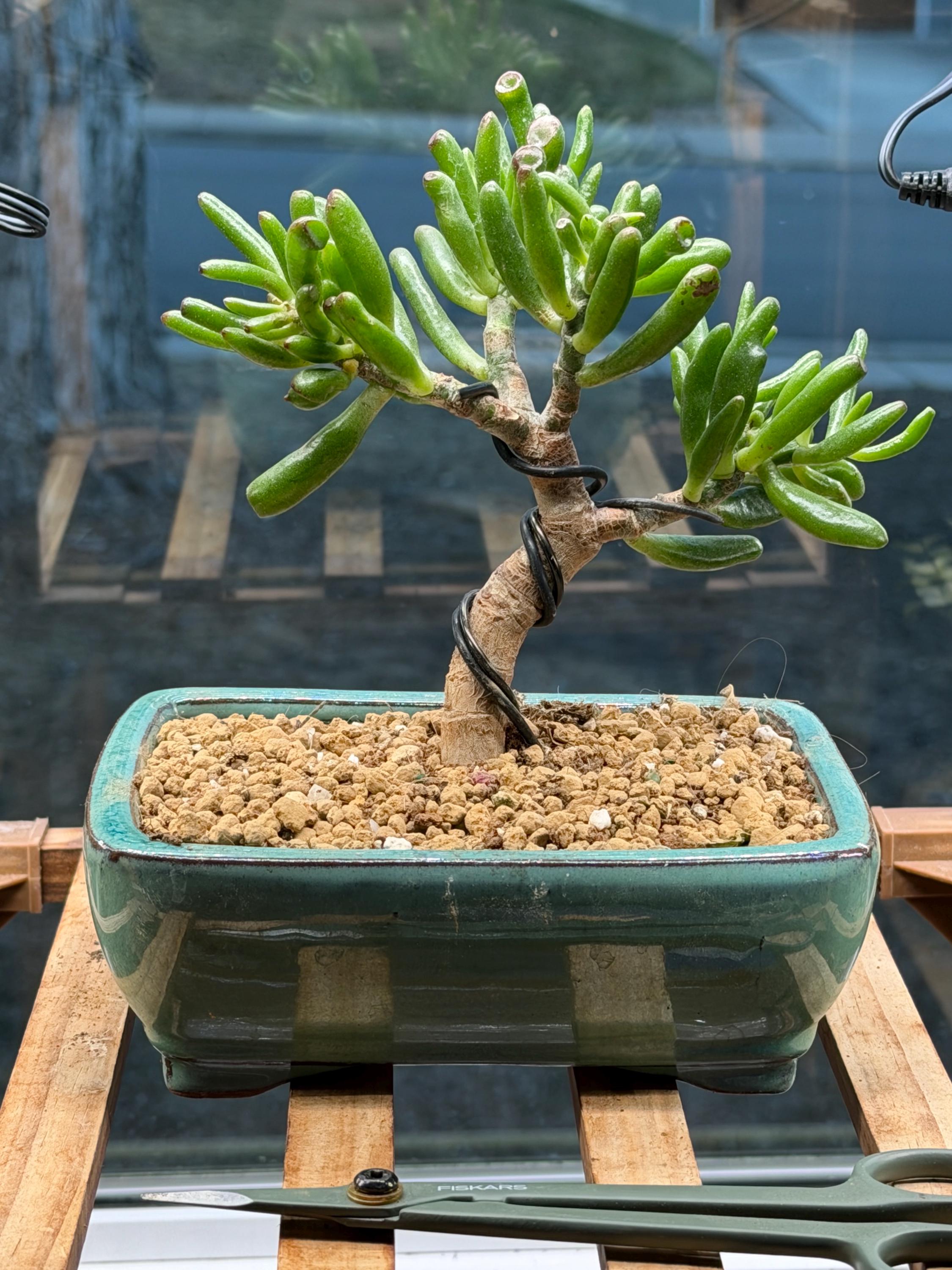 welche erde für bonsai anzucht Bonsai-Anzuchtset Ginkgo – Glücksbaum Starter-Set für Anfänger – Wurzelbox main image 0