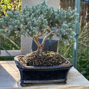 Dwarf Blue Juniper Bonsai Formal Upright Chokkan - Etsy