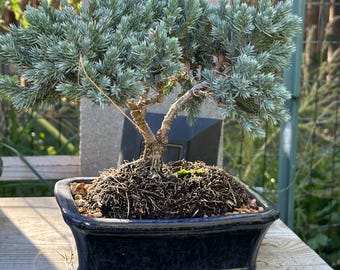 standort bonsai ficus Bonsai Ficus S-Form kaufen | Bonsai Ficus main image 1