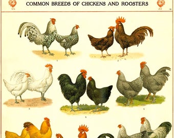 Chicken Breed Chart Poster