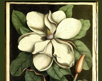 Magnolia Flower - Mark Catesby ~  1740 ~ Botanical lithograph ~ Natural History of Carolina ~ Giclee Fine Art Print