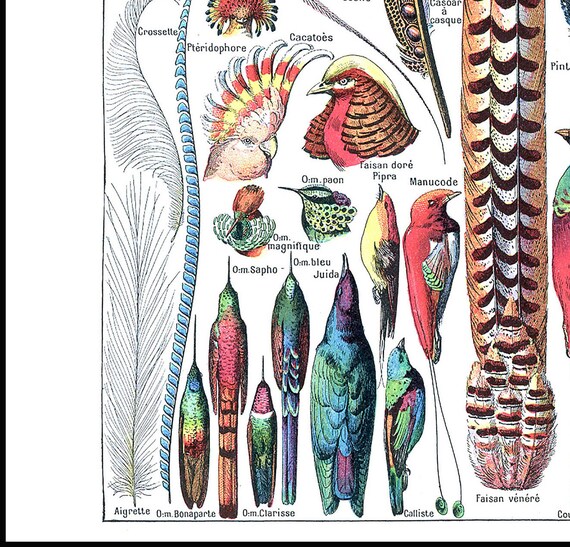 Bird Feather Chart