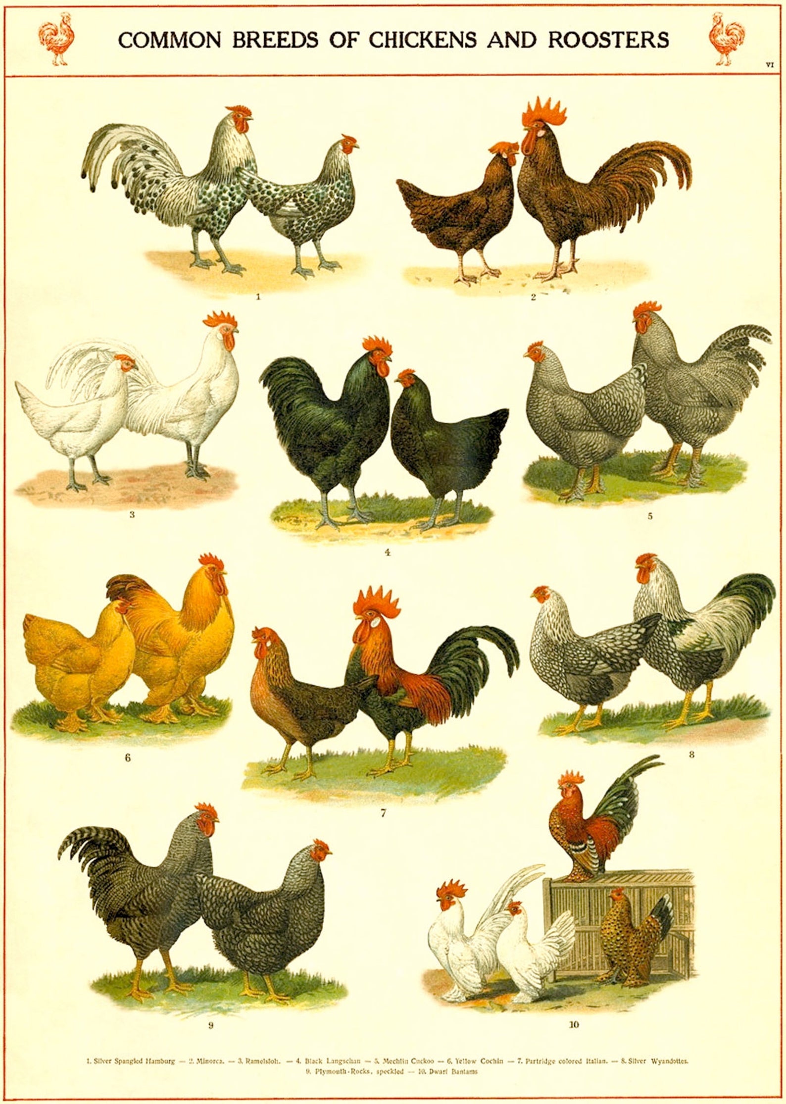 Chicken Breeds Chart Vintage Chicken Art Print Kitchen Etsy
