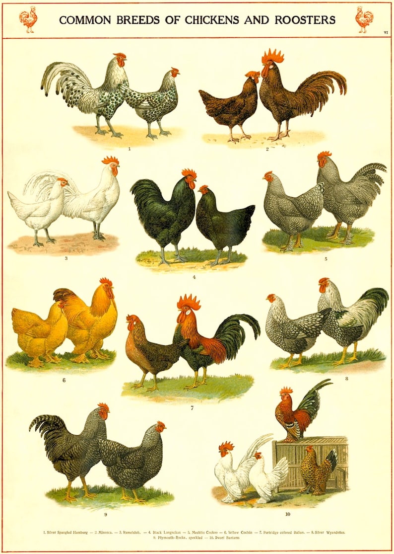 Poster Gift Vintage French Country Poultry Chicken Print