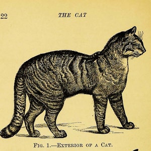 Cat and Skeleton 1895 Veterinary Office Decor Feline Art Tabby Cat ...