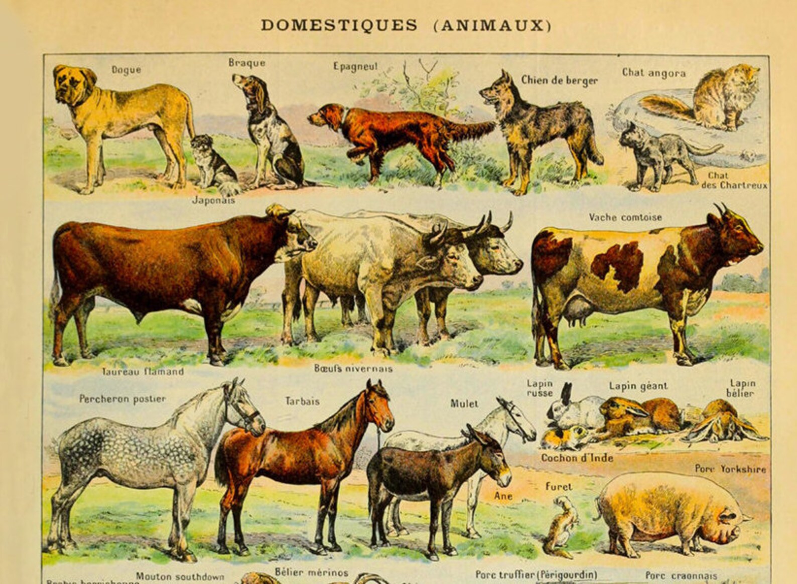 French Farm Animals Poster Vintage French Poster Etsy