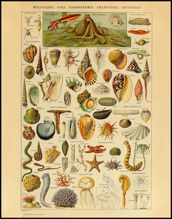 Seashell Chart