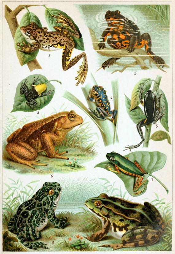 Frog Chart