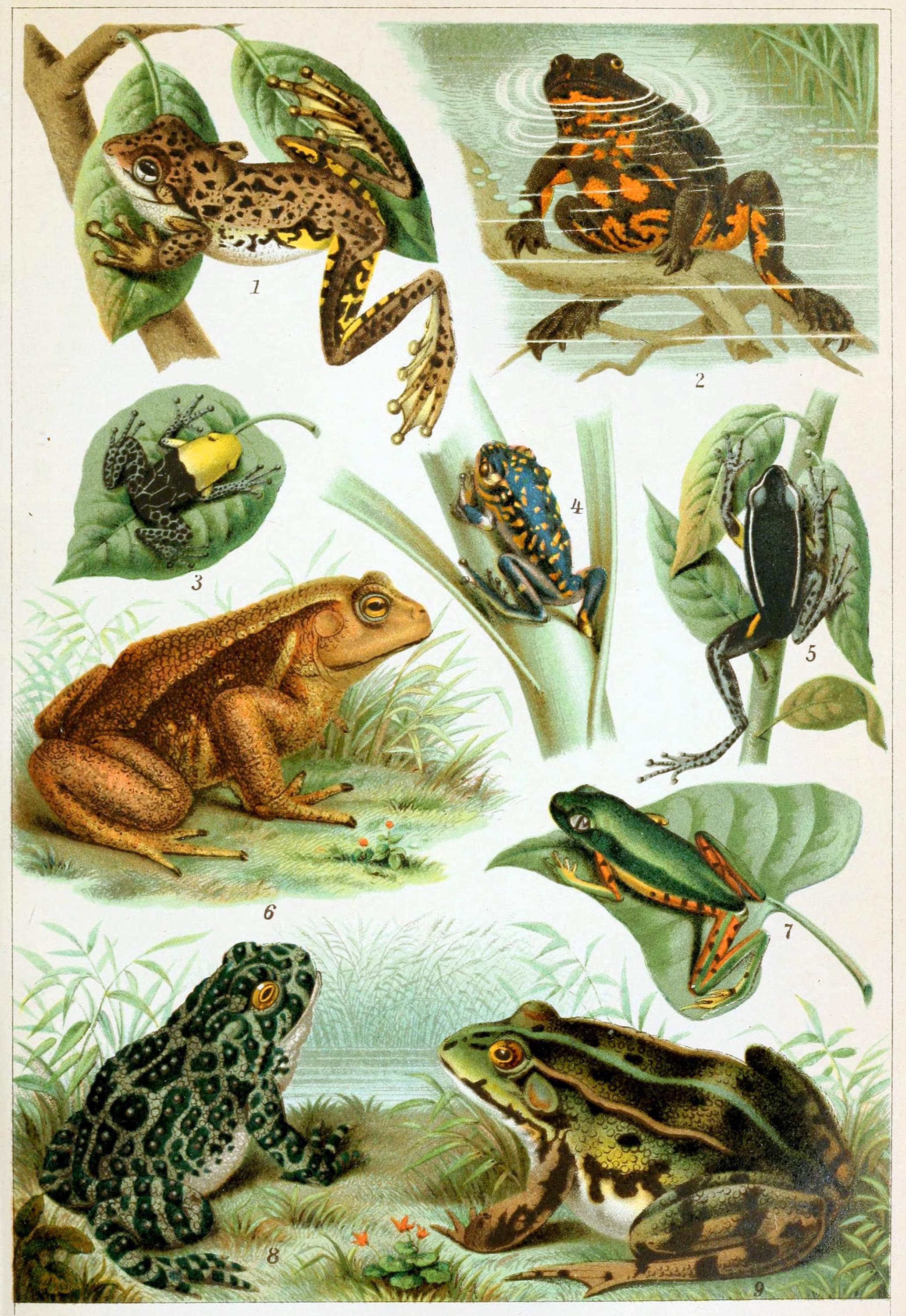 Vintage Frog Chart Frogs Poster Amphibian Poster Etsy
