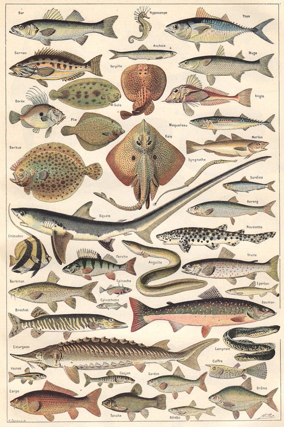 Marine Fish Chart