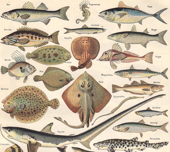 Fish Chart