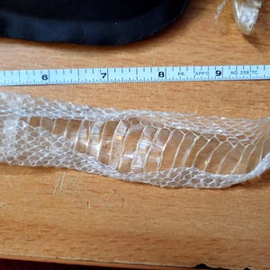 May include: A translucent, shed snake skin is laid out on a wooden surface, next to a measuring tape. The skin is approximately 9 inches long. The skin has a delicate, scale-like pattern.